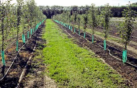 drip-irrigation-system-for-trees-2