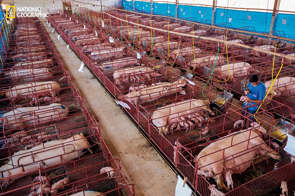 intensive livestock production of pigs