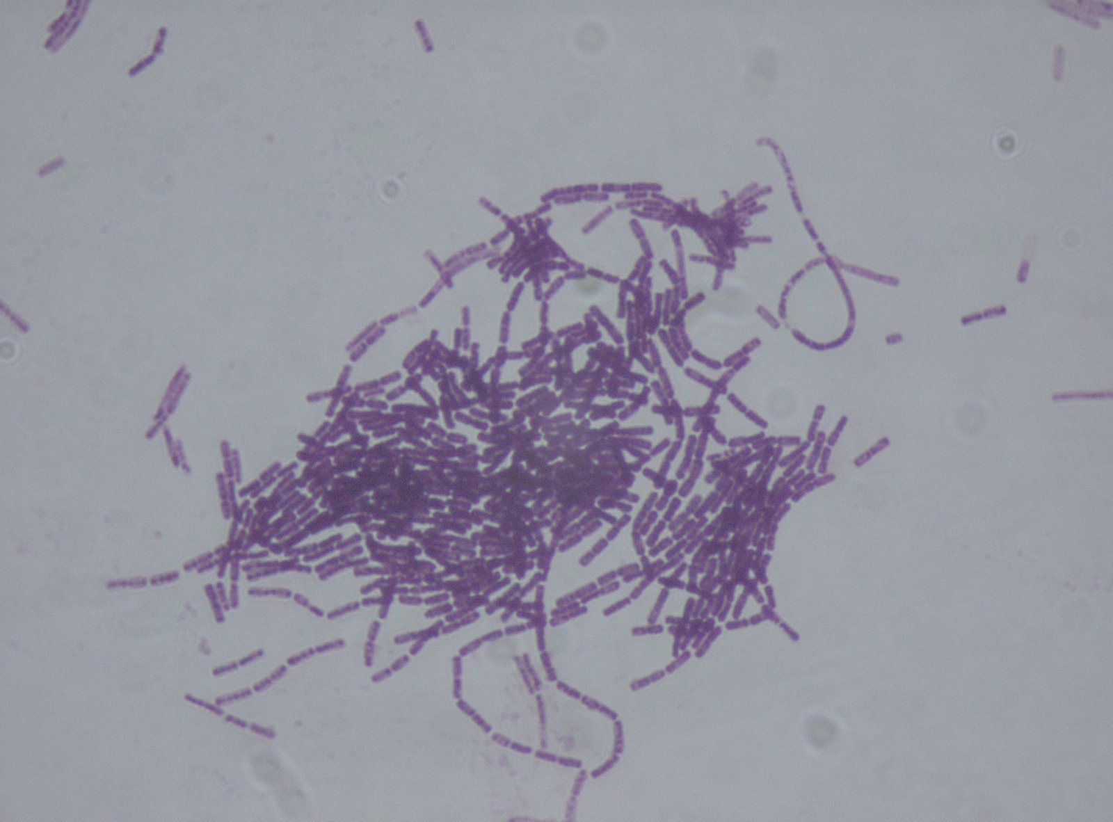 bacillus_thuringiensis