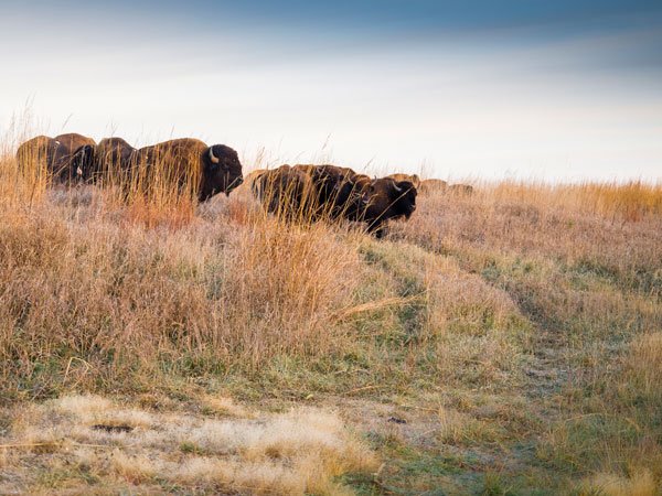 nachusa-bison-600-450-charles