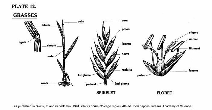 plate12_grass