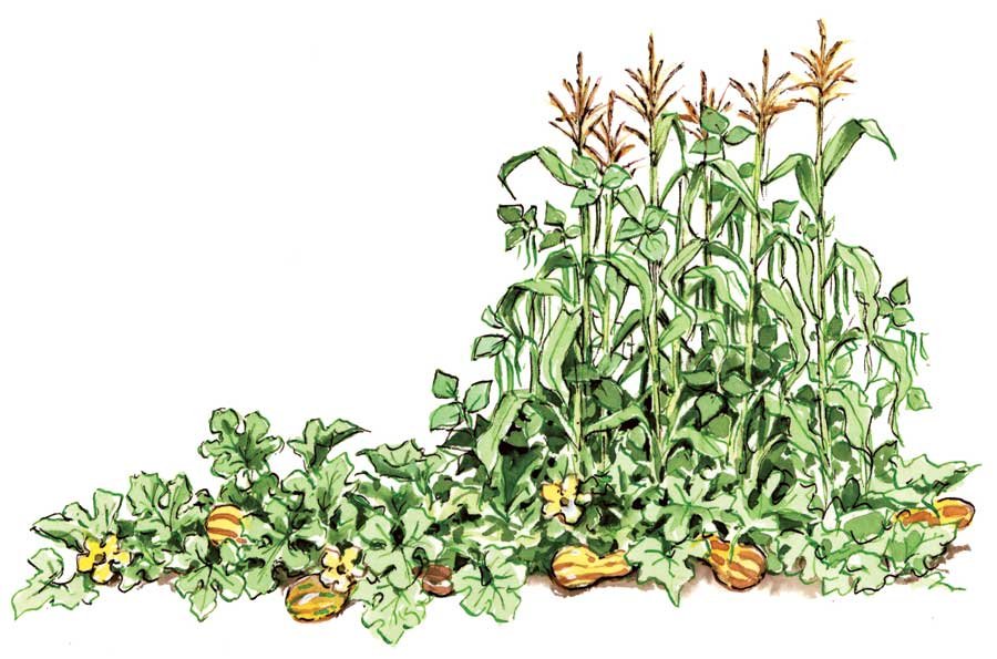 an introduction to intercropping