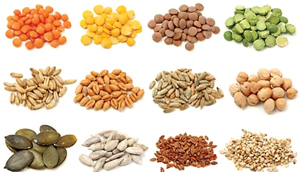 bean-varieties