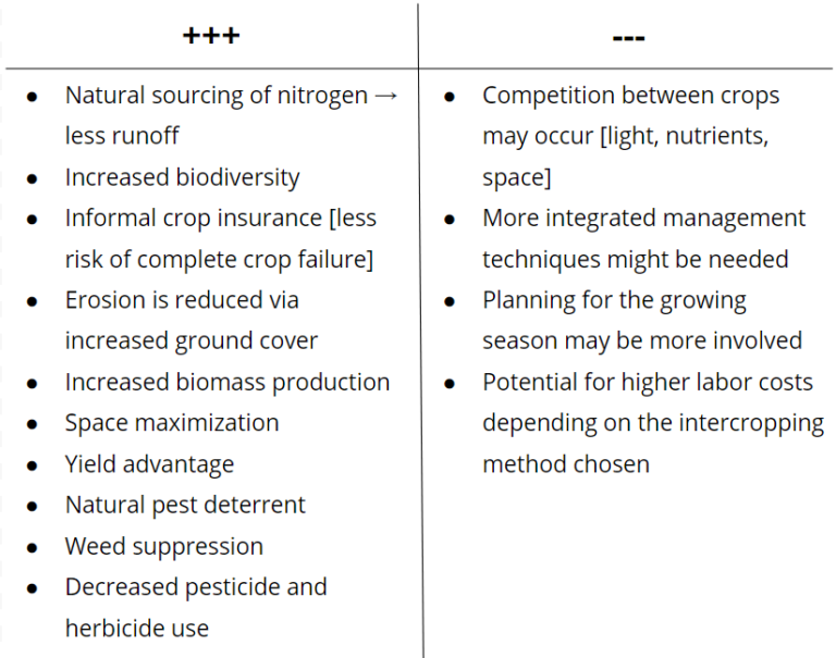 the pros and cons of interecropping