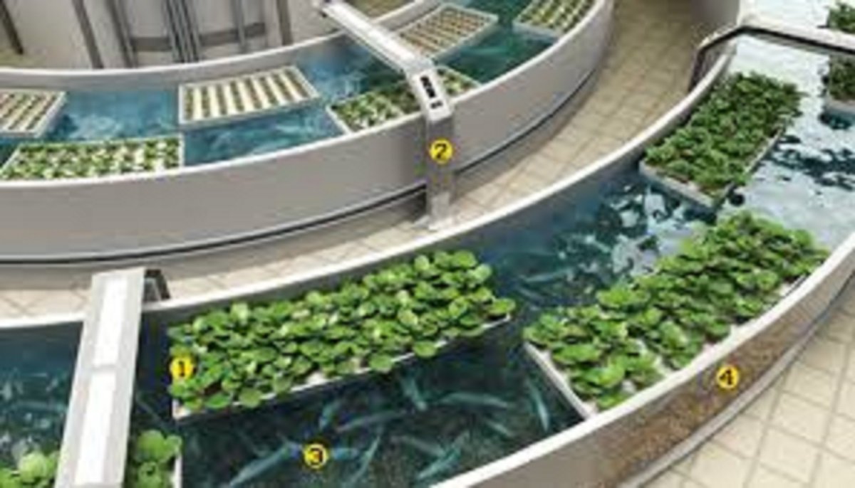 aquaponic merry-grow-round