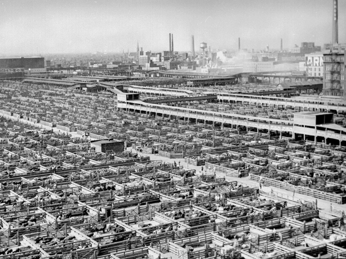 industrial agriculture stockyards
