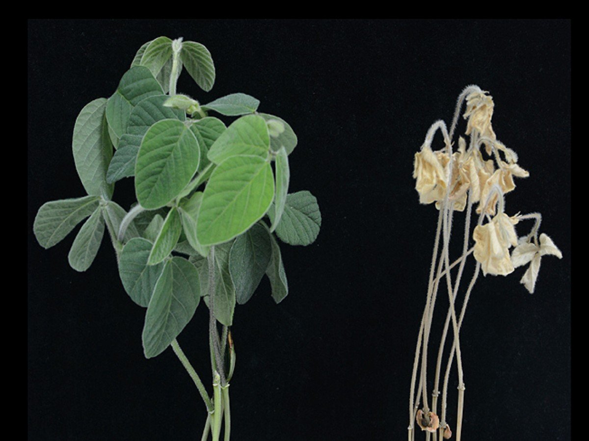 plants with salt tolerance gene