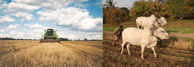 a comparison of agribusiness and traditional agriculture