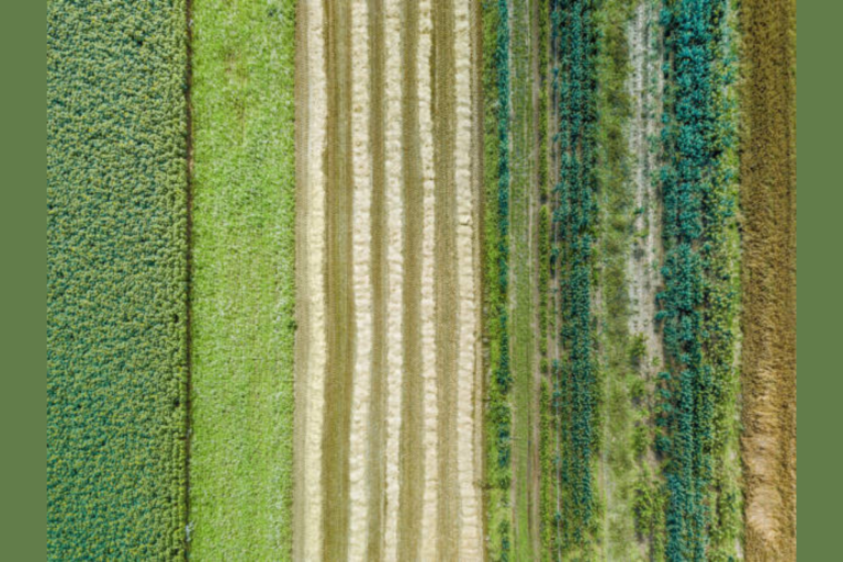 intercropping vs polyculture: how multi-crop systems boost farm sustainability