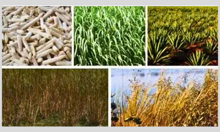 cellulosic biofuel feedstuff