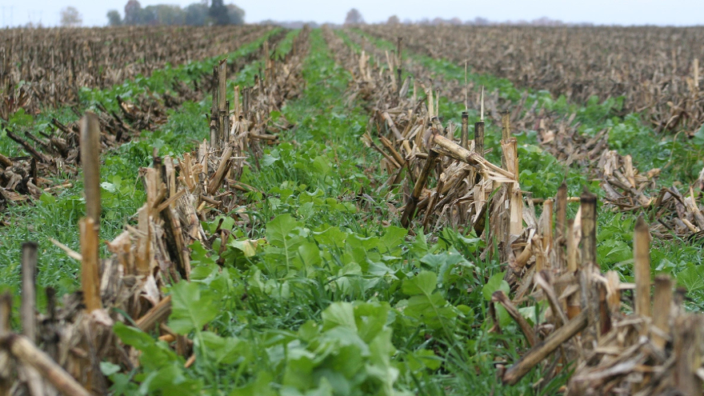 cover crops in rows
