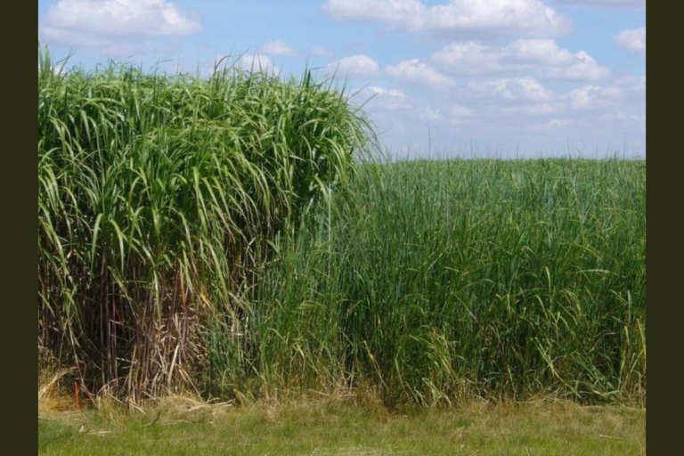 miscanthus used for lignocellulosic ethanol