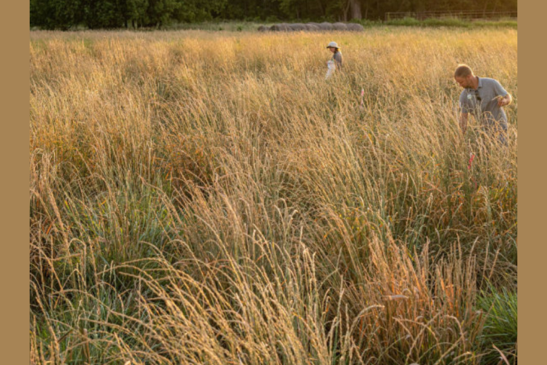 perennial grain systems with polyculture