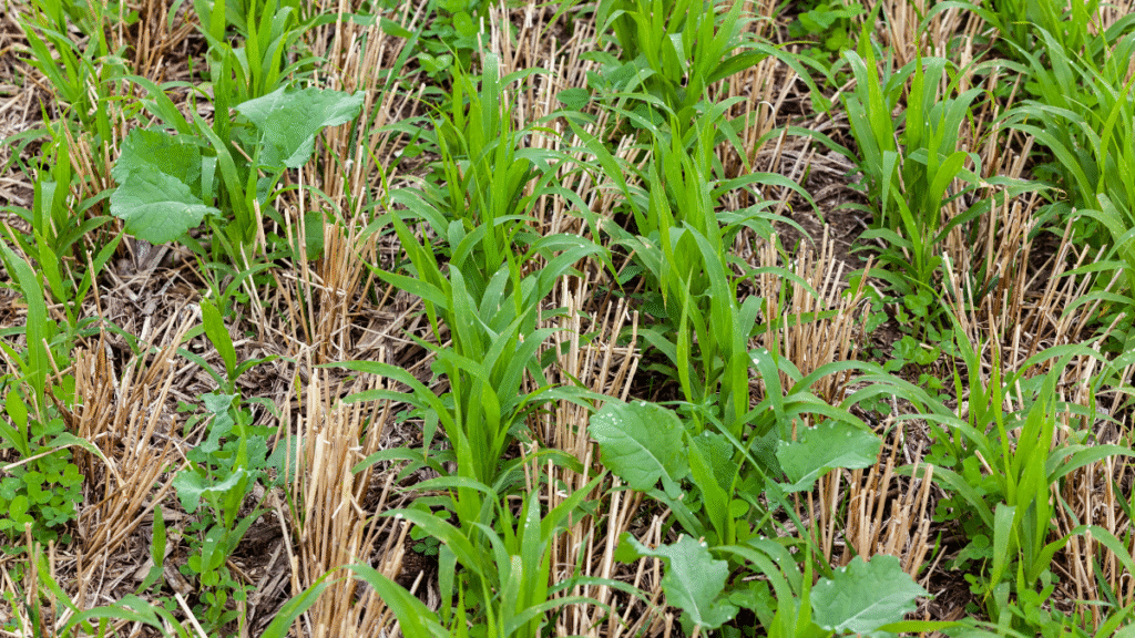 cover crops as a part of the economics of regenerative agriculture