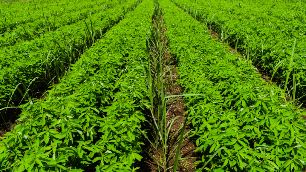 diversified crop rotations for regenerative agriculture